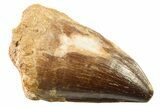 Fossil Mosasaur (Thalassotitan) Tooth - Morocco #341518-1